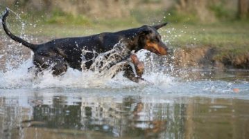 Dobermann rennt im Wasser