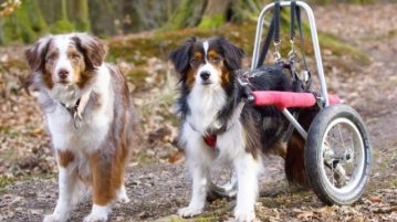 zwei Hunde im Wald, einer ist in einem Rollwagen