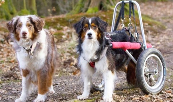 Rollihunde – Ungebremste Lust aufs Leben zwei Hunde im Wald, einer ist in einem Rollwagen