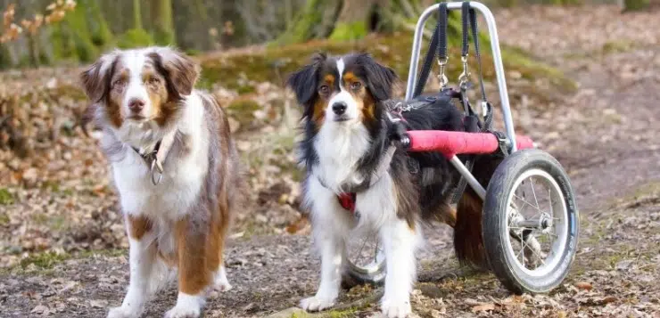 zwei Hunde im Wald, einer ist in einem Rollwagen