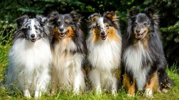 Vier Shelties sitzen nebeneinander auf einer Wiese.