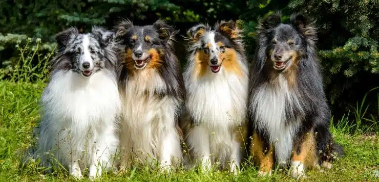 Vier Shelties sitzen nebeneinander auf einer Wiese.