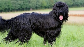 ein schwarzer Briard