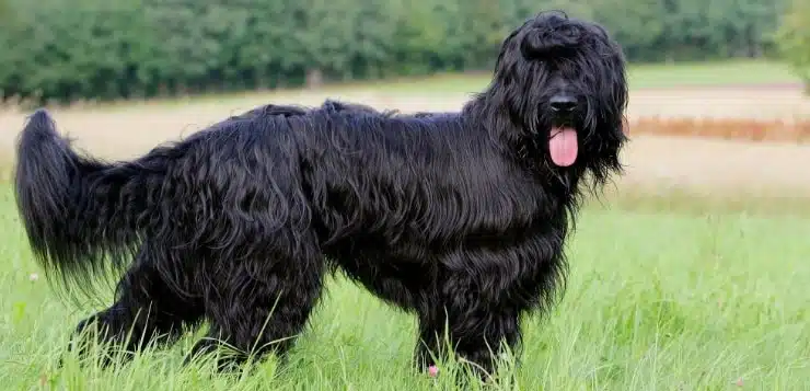 ein schwarzer Briard