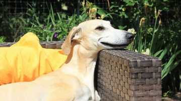 Urlaub mit Hund – Gut Hof Grabow Gut Hof Grabow