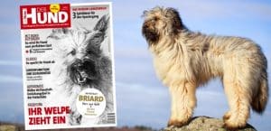 Hunderasse Briard, Cover der Ausgabe 6/18 von DER HUND