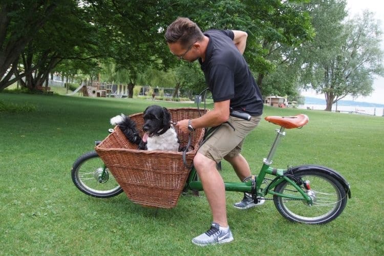 Hundetrainer neigt das Lastenrad, um den Hund im Korb daran zu gewöhnen.