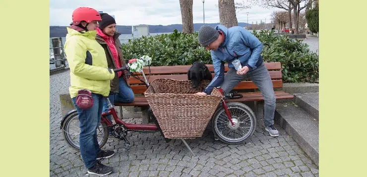 Hund lernt, in den Korb eines Lastenrads einzusteigen.