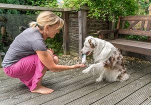 Hund lernt, einen Gegenstand im Maul zu halten.