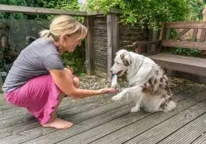 Hund lernt, einen Gegenstand im Maul zu halten.