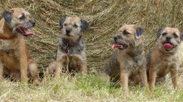 Vier Border Terrier sitzen vor einem Strohballen.