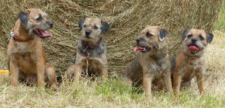 Vier Border Terrier sitzen vor einem Strohballen.