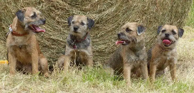 Vier Border Terrier sitzen vor einem Strohballen.