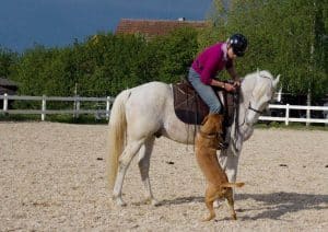 Pferd schaut Hund an