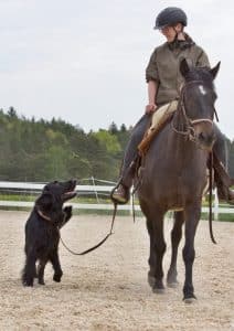 Hund geht neben Pferd