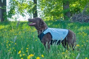 Hund trägt kühlende Weste