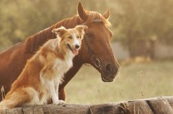 Hund und Pferd gemeinsam