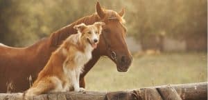 Hund und Pferd gemeinsam
