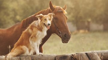 Hund und Pferd gemeinsam