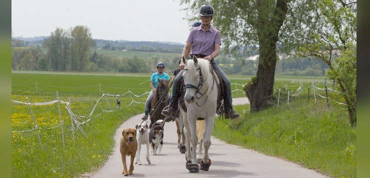 Gruppe von Reitern mit Hunden im Gelände