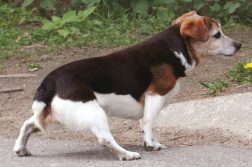 Ein Hund zeigt Koordinationsstörungen beim Gehen. Es liegt eine neurologische Störung vor.