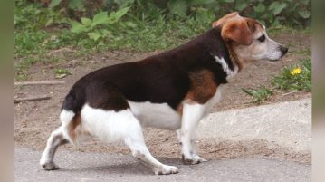 Ein Hund zeigt Koordinationsstörungen beim Gehen. Es liegt eine neurologische Störung vor.