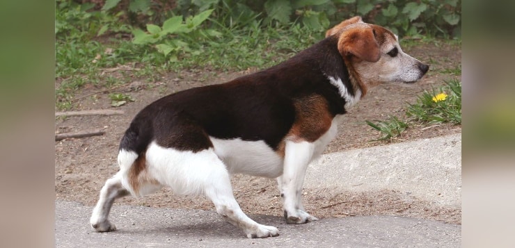 Ein Hund zeigt Koordinationsstörungen beim Gehen. Es liegt eine neurologische Störung vor.
