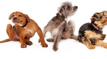 Drei Hunde kratzen sich.