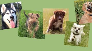Hundefotowahl im Juni: Stimme ab und lade hoch Vier Hundefotos