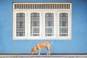 Hund auf Sri Lanka