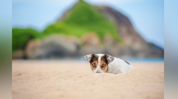 Terrier liegt auf Sand an Strand