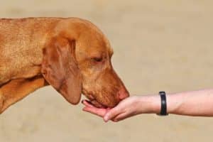 ein Vizsla frisst einer Person aus der Hand