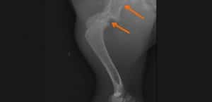 Röntgenaufnahme einer Hundeschulter