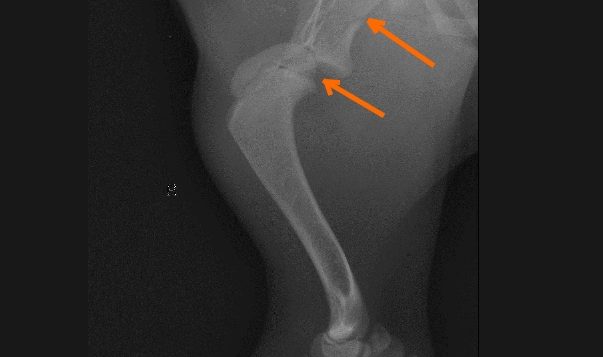 Mein Hund lahmt: Ursache Schulterproblem Röntgenaufnahme einer Hundeschulter