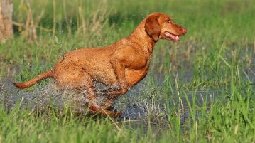 Ein Vizsla rennt durch flaches Wasser