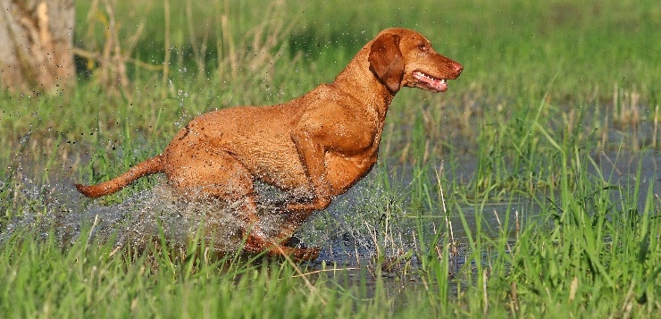 Ein Vizsla rennt durch flaches Wasser