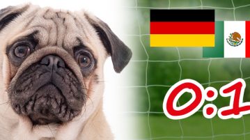 Das DER-HUND-WM-Team: Spielbericht – Deutschland-Mexiko Hunde WM Deutschland Mexiko