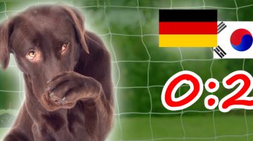 Das DER-HUND-WM-Team: Spielbericht – Deutschland-Südkorea Vorrundenaus für Deutschland bei der Fußball-WM