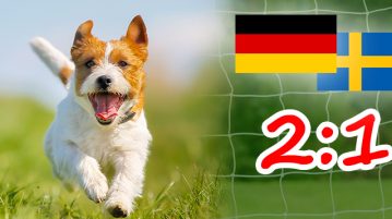 Das DER-HUND-WM-Team: Spielbericht – Deutschland-Schweden DER HUND Deutschland gegen Schweden 2:1