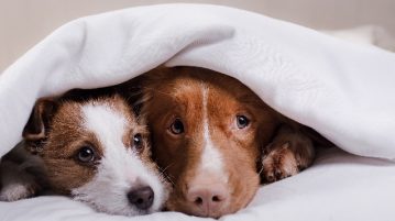 zwei Hunde liegen zusammen unter einer Decke