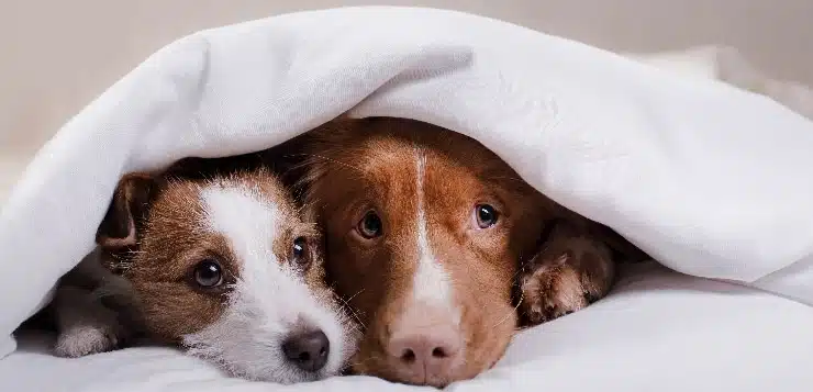 zwei Hunde liegen zusammen unter einer Decke