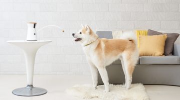 Du und dein Hund: Immer zusammen, auch wenn ihr gerade getrennt seid