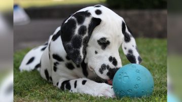 Junger Dalmatiner mit Futterspielzeug