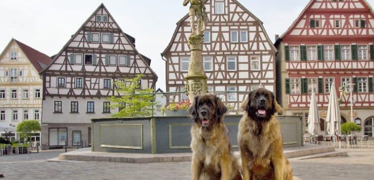 Leonberger Hunde