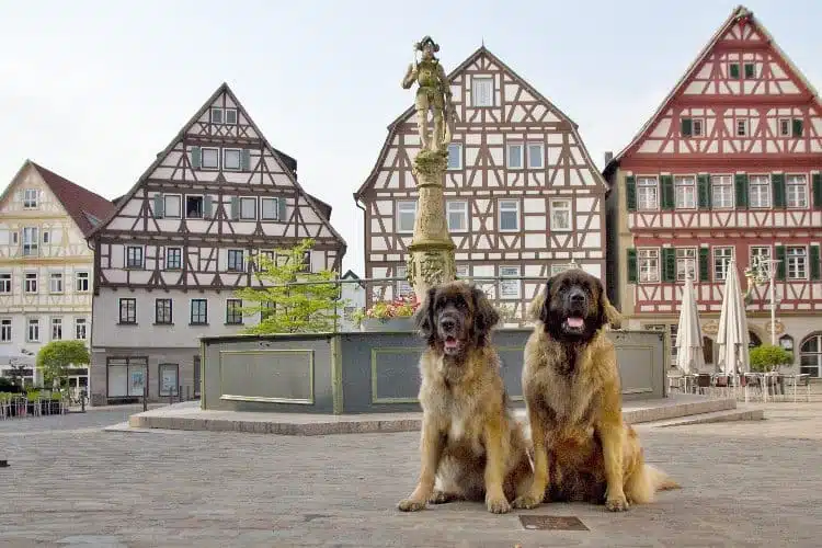 Leonberger Hunde