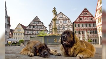 zwei Leonberger Hunde auf dem Marktplatz der Altstadt Leonbergs