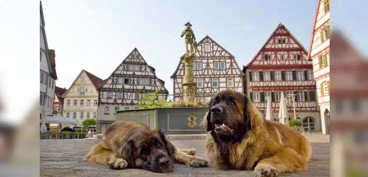 zwei Leonberger Hunde auf dem Marktplatz der Altstadt Leonbergs