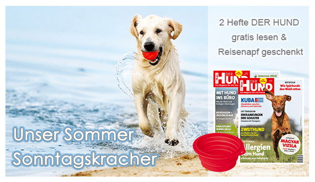 2 hunde kennenlernen
