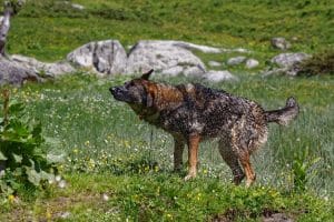 Nasser Hund schüttelt sich