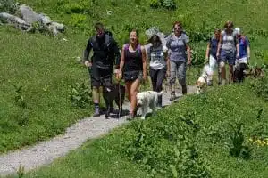 Gruppe Menschen wandert mit Hunden
